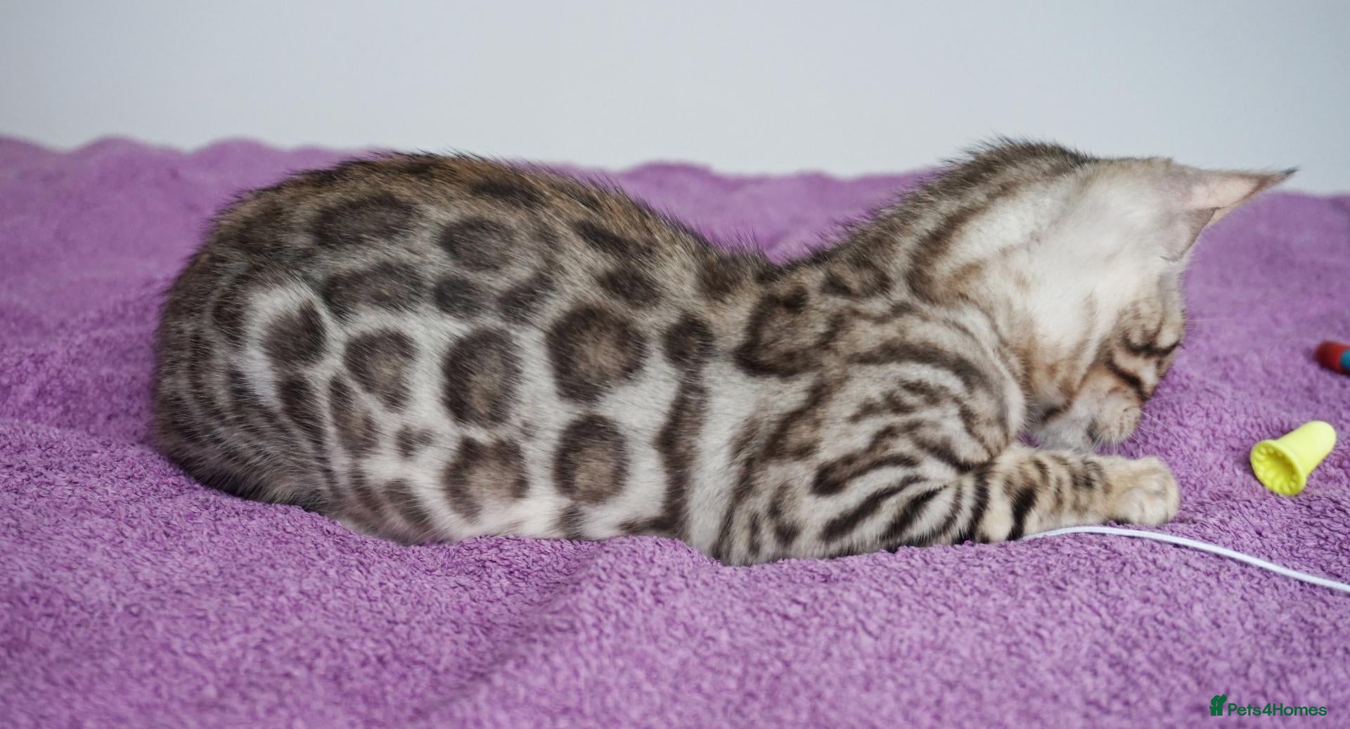 Bengal cats Ready Now Superb Bengal Girl Kitten - Advert 16