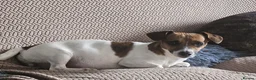 Jack Russell dogs for sale: Min jack Russell - Advert 3