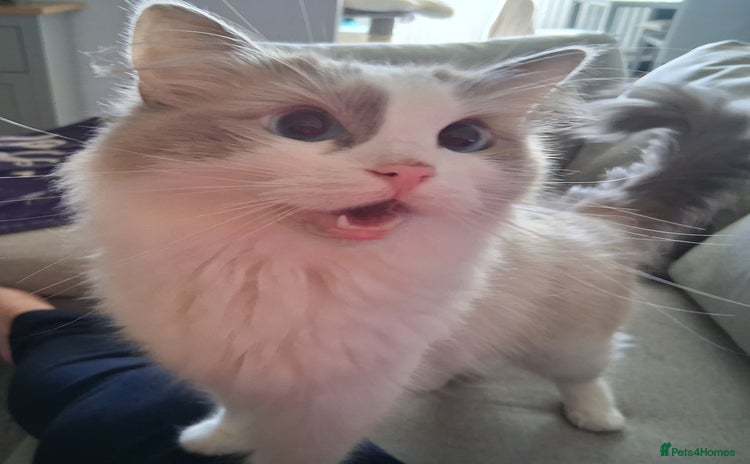 Ragdoll cats - Advert 2