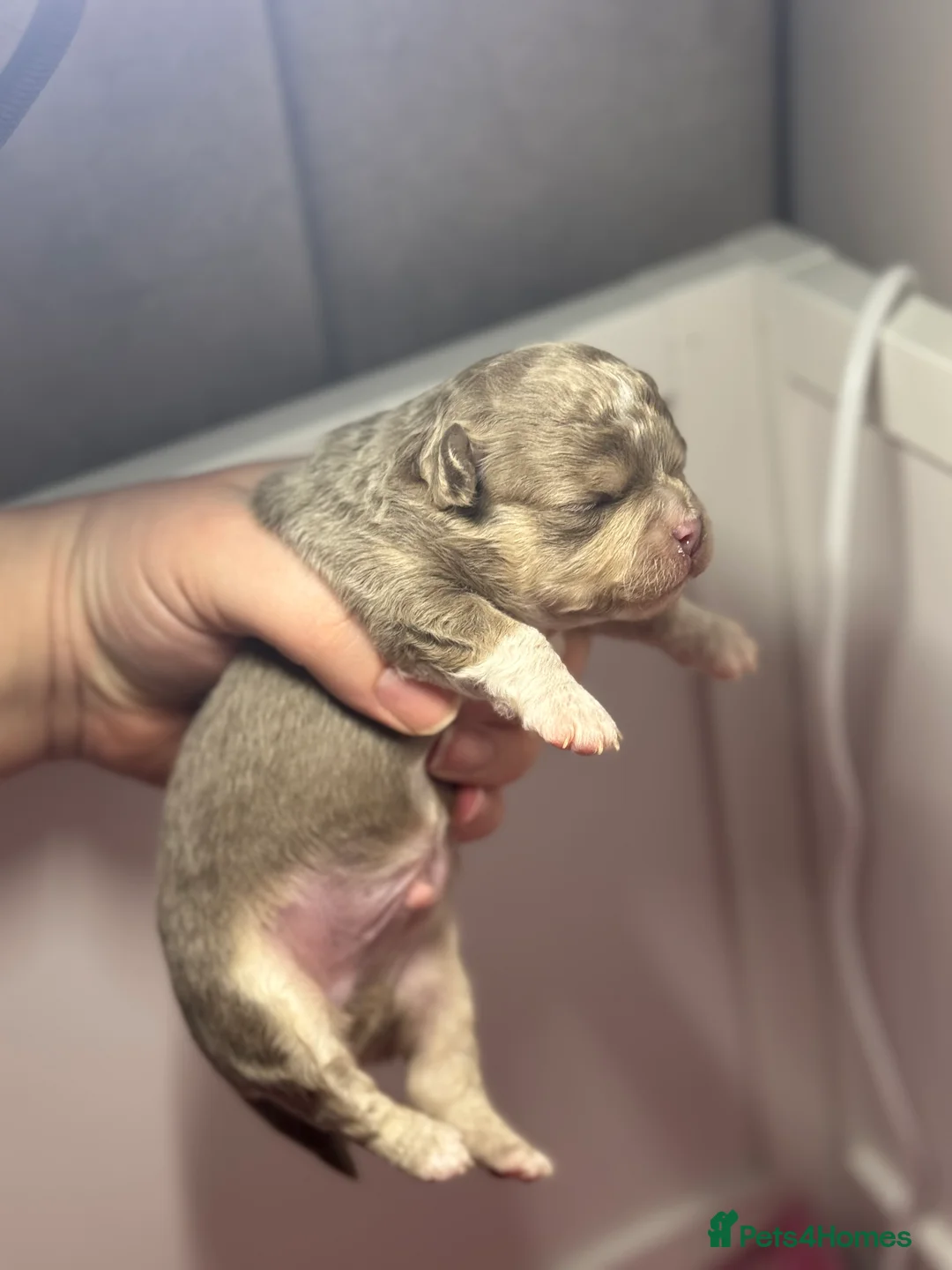 Chihuahua dogs for sale: 😍 Beautiful KC Chihuahua Puppies 😍 - Advert 5