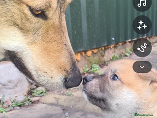 Mixed Breed dogs Czech Wolfdog × Akita/Malamute Puppies - Advert 1