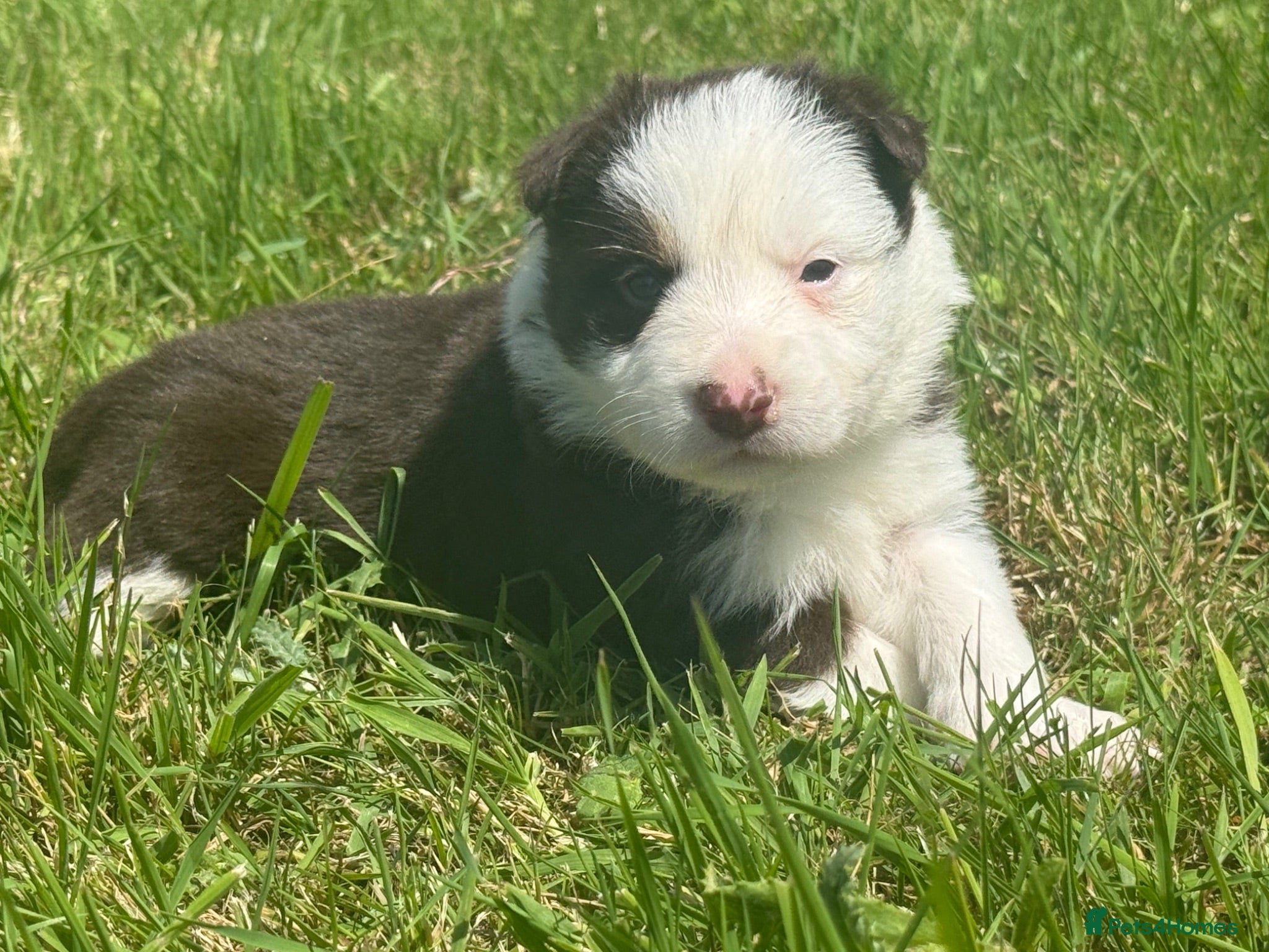 Border Collie dogs Red Tricolour Border Collie - Advert 1