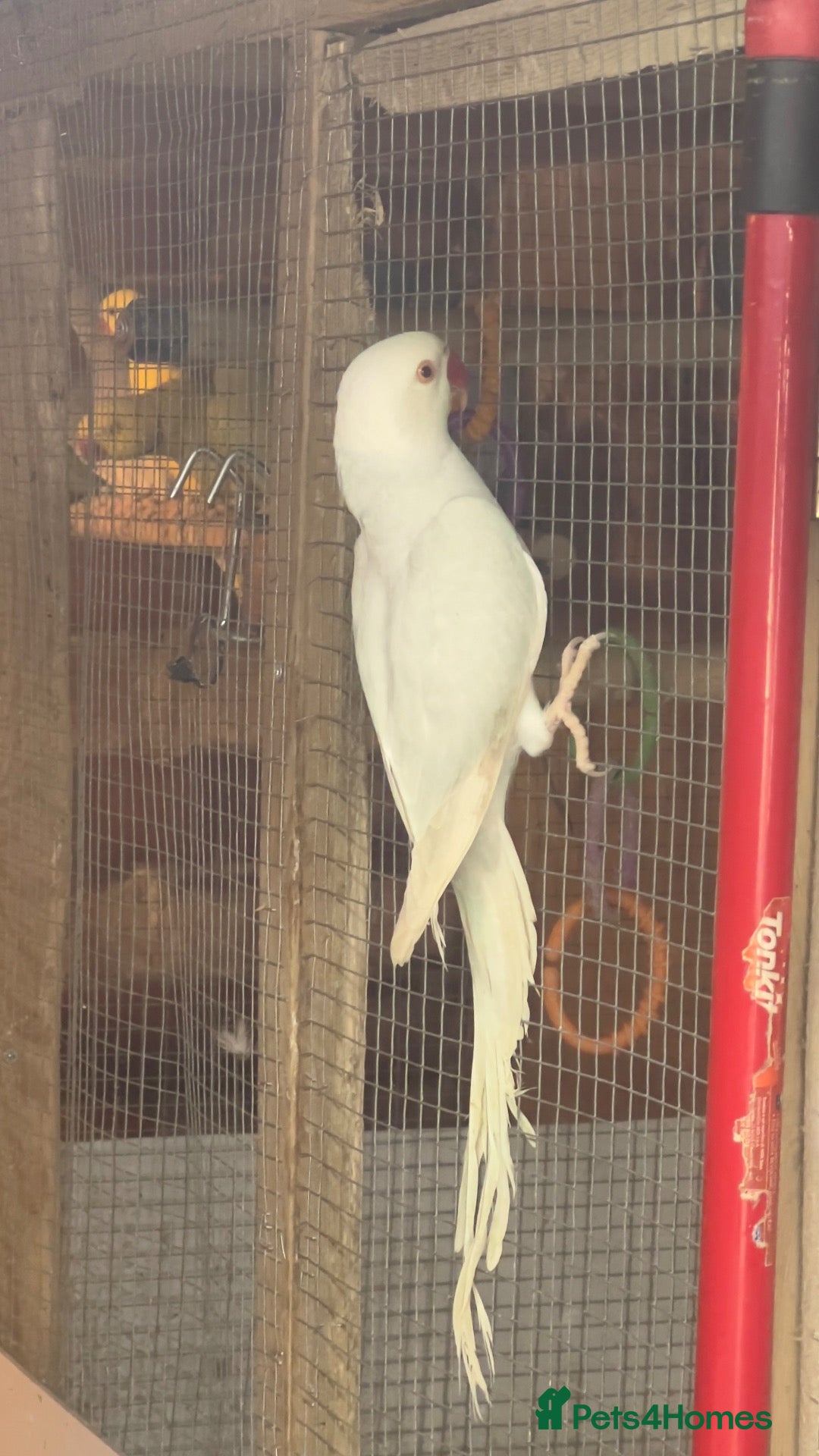 Mixed Breed birds for sale: Birds for sale *read description*  - Advert 1