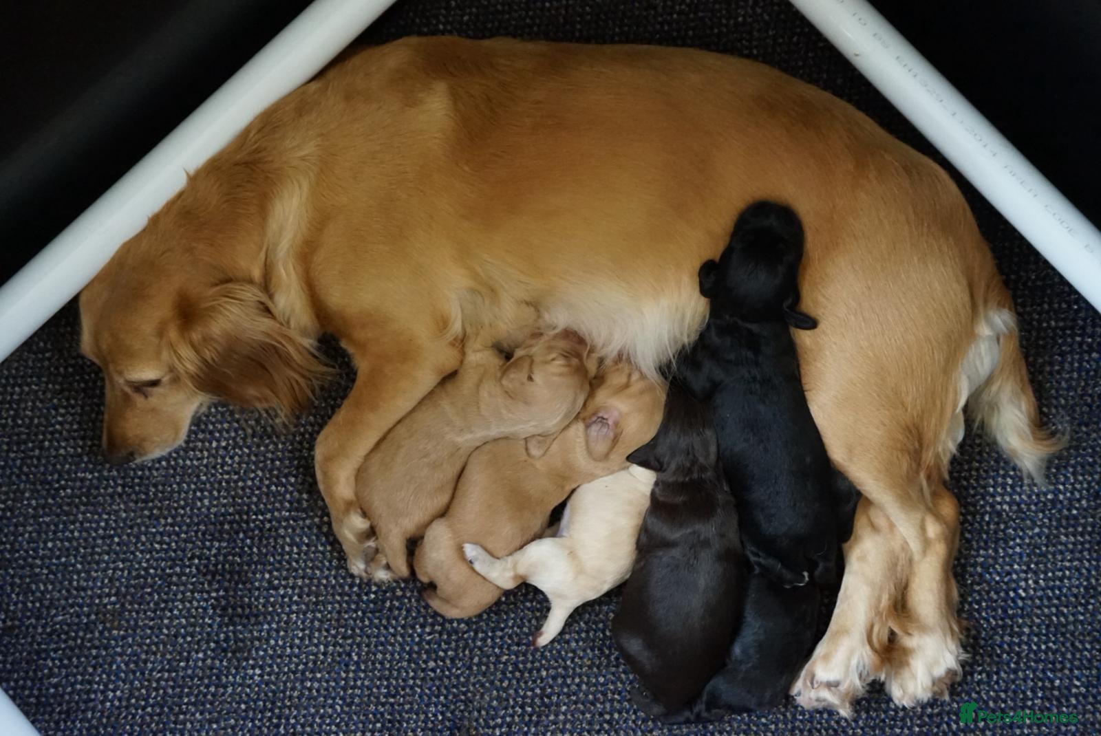 Cocker Spaniel dogs for sale: Cocker Spaniel puppies in Diss - Advert 19