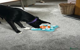 Mixed Breed dogs for sale: Lab X Collie, 9 Months Old, Seeking a Forever Home - Image 5