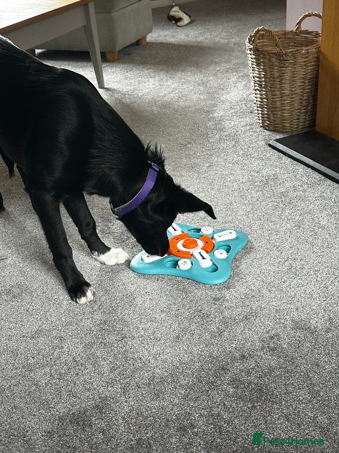 Mixed Breed dogs for sale: Lab X Collie, 9 Months Old, Seeking a Forever Home - Image 5