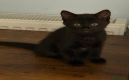 Maine Coon cats for sale: Beautiful mixed breed kittens  - Image 18