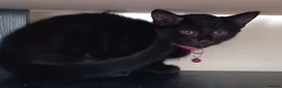 Mixed Breed cats for sale: Russian Black girl in Nottingham - Advert 9