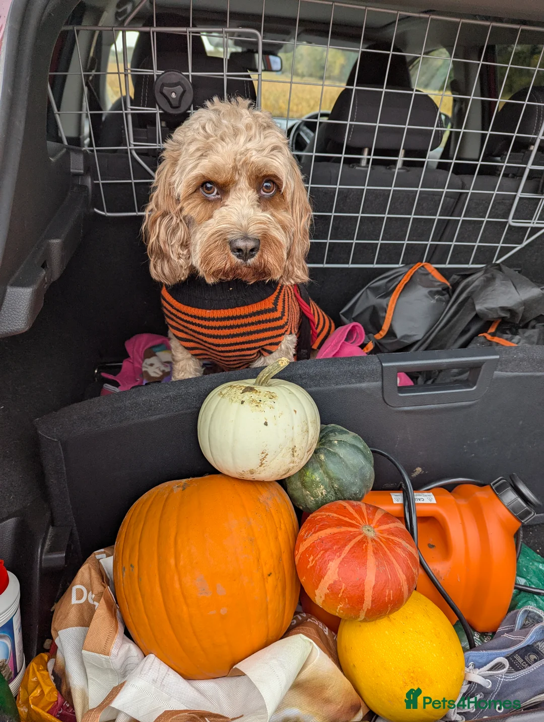 Cavapoo dogs for sale: 3 year old cavapoo  in Colchester - Advert 2