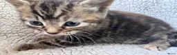 Mixed Breed cats for sale: 8 Beautiful mixed breed kittens looking for a home - Advert 25