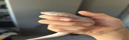 Leopard Gecko reptiles for sale: 2 female geckos born around the same time  - Advert 5