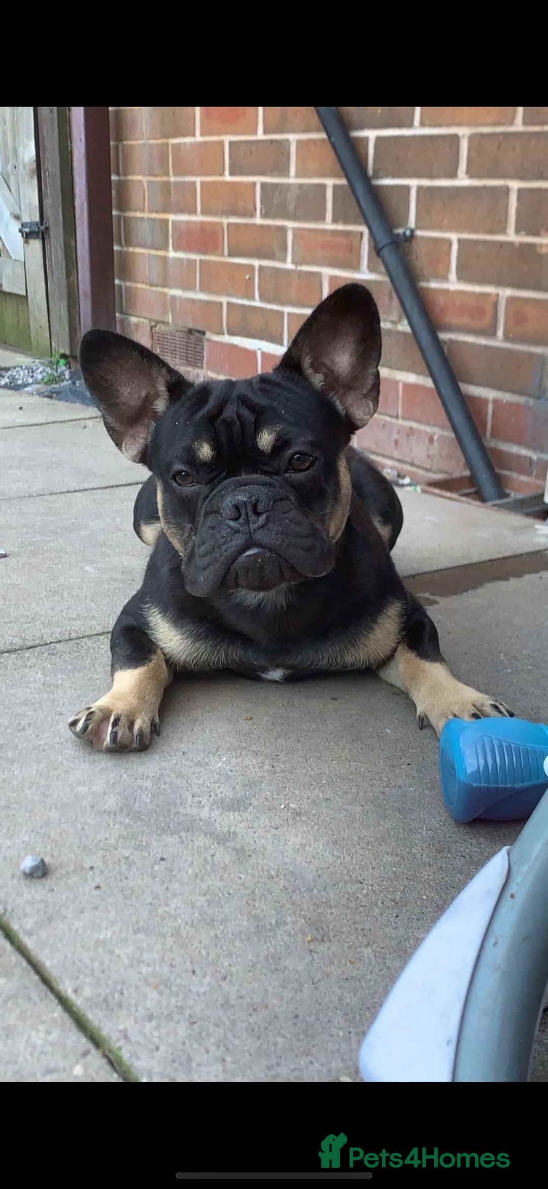 French Bulldog dogs for sale: French bulldog puppies🩷🩵 - Image 11