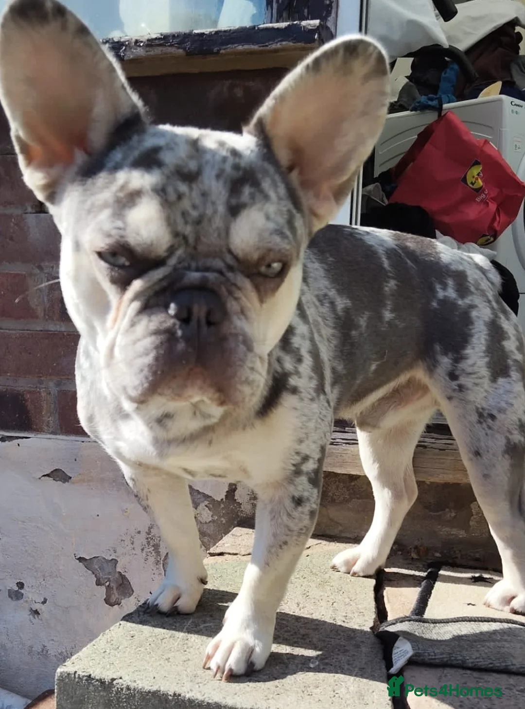 French Bulldog dogs for sale: 3 gorgeous french bulldog puppies - Advert 8