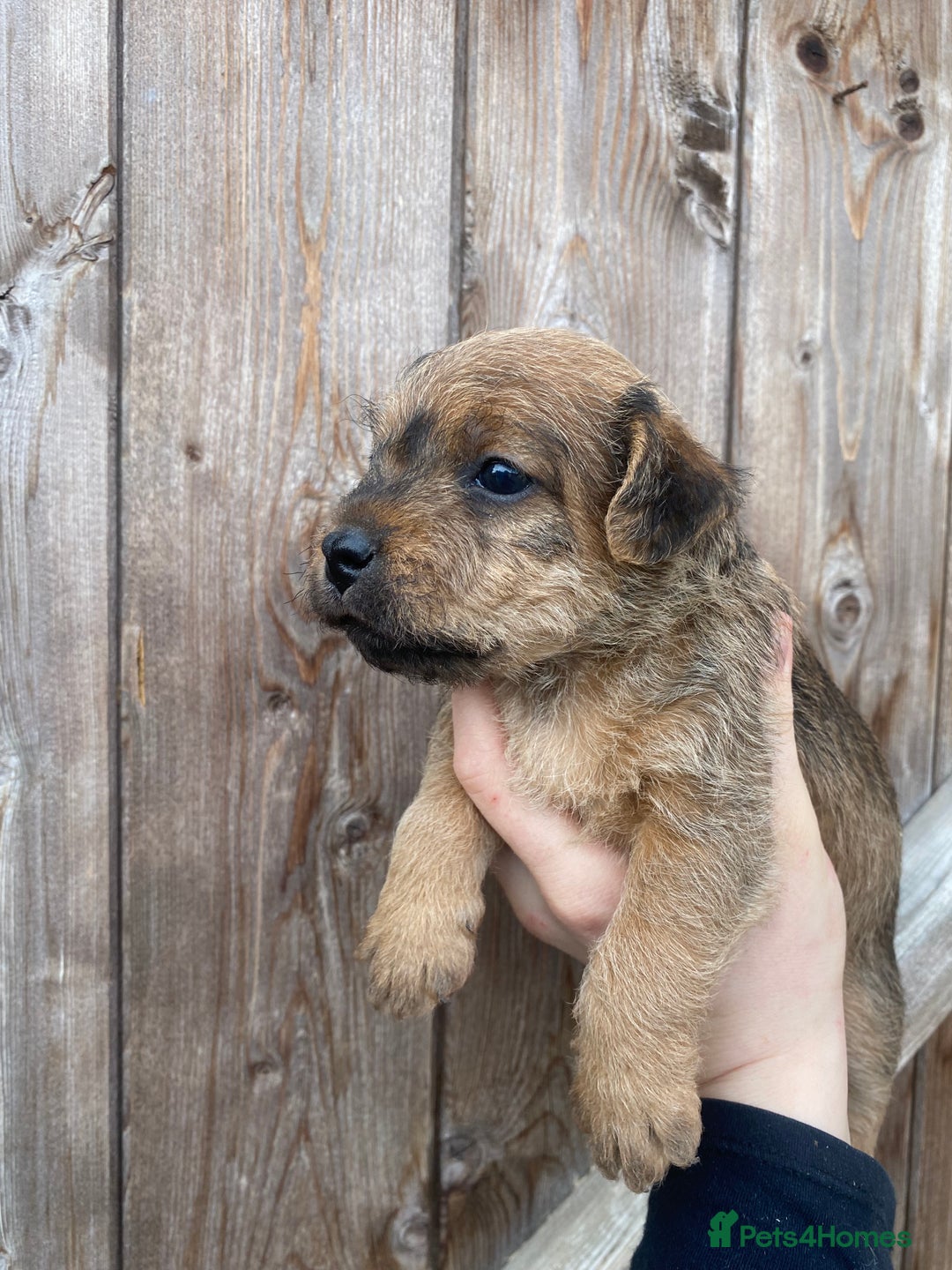 Lakeland Terrier dogs for sale: Red Working Type Lakeland Terrier Male For Sale - Advert 9