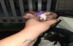 Mixed Breed dogs for sale: Jack Russell cross dachshund puppies  - Image 3
