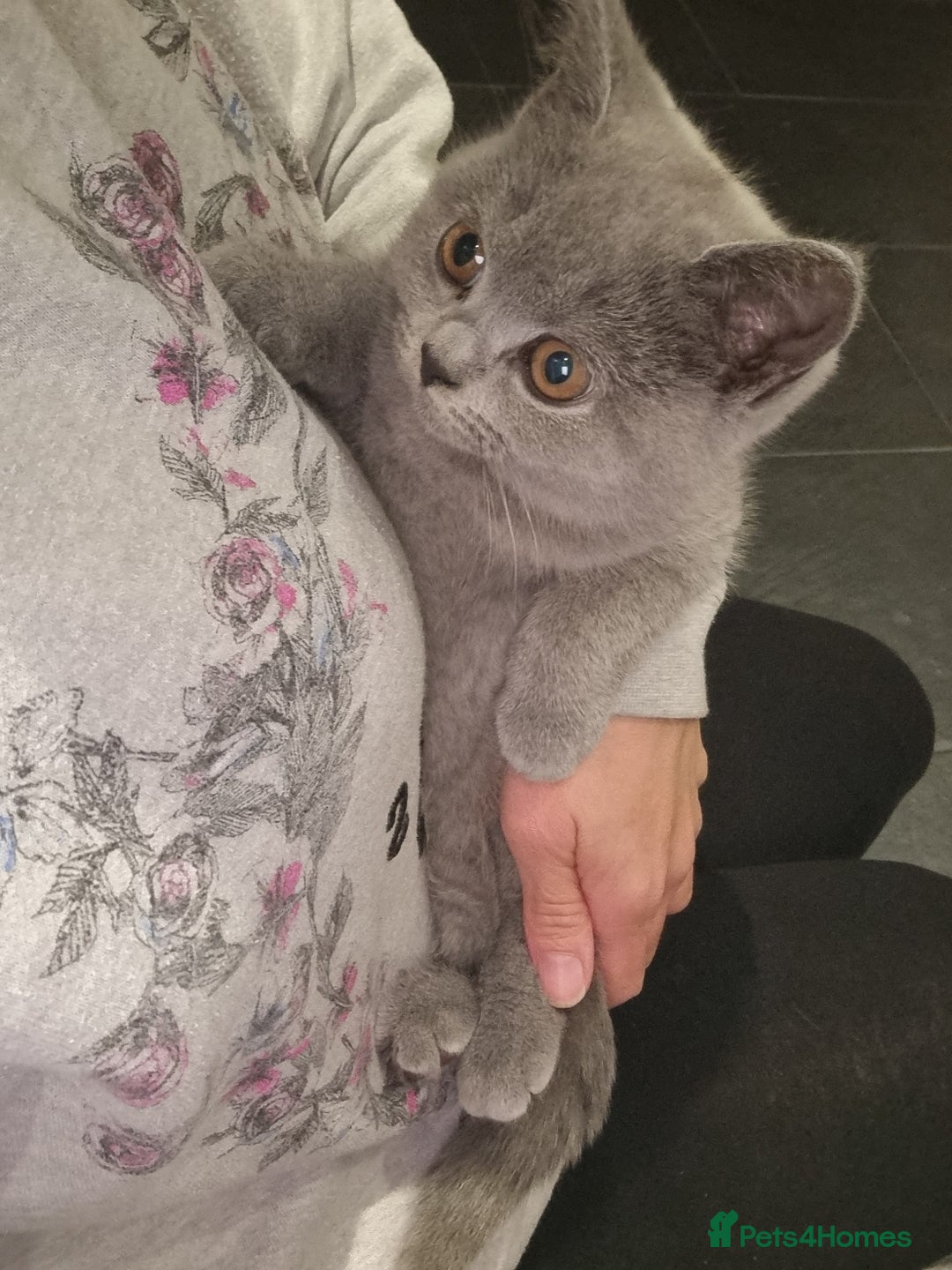 British Shorthair cats for sale:  Beautiful BSH kittens in West London - Image 3
