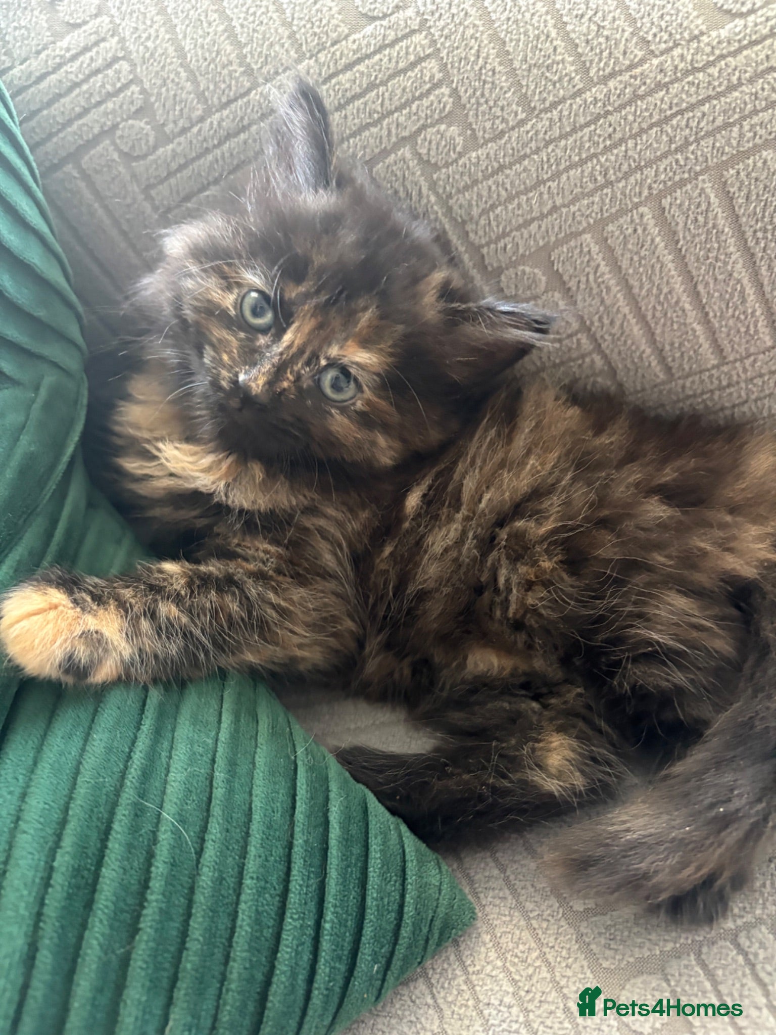 Mixed Breed cats Beautiful kittens looking for their forever homes - Advert 15