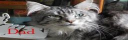 Maine Coon cats for sale: **FABULOUS GORGEOUS MAINE COON KITTYS READY NOW ** - Advert 8