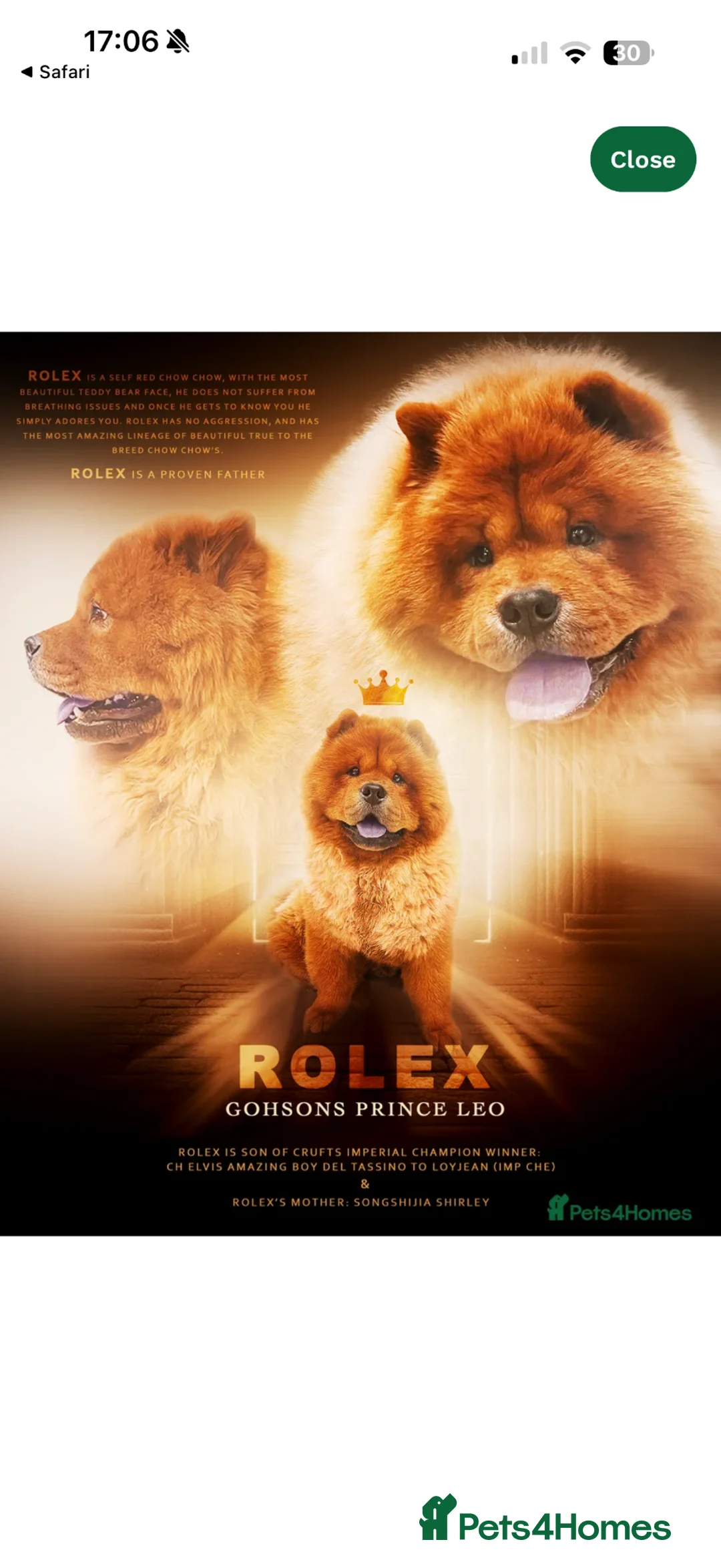 Chow Chow dogs for sale: Puppy 1  - Advert 9