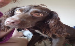 English Springer Spaniel dogs for sale: SAD REHOMING - Image 3
