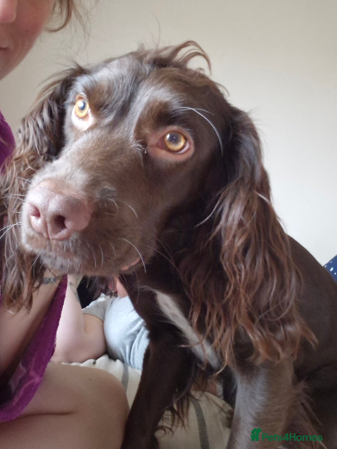 English Springer Spaniel dogs for sale: SAD REHOMING - Image 3