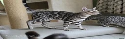 Bengal cats for sale: Gorgeous Health Tested Bengal Kittens  - Advert 3