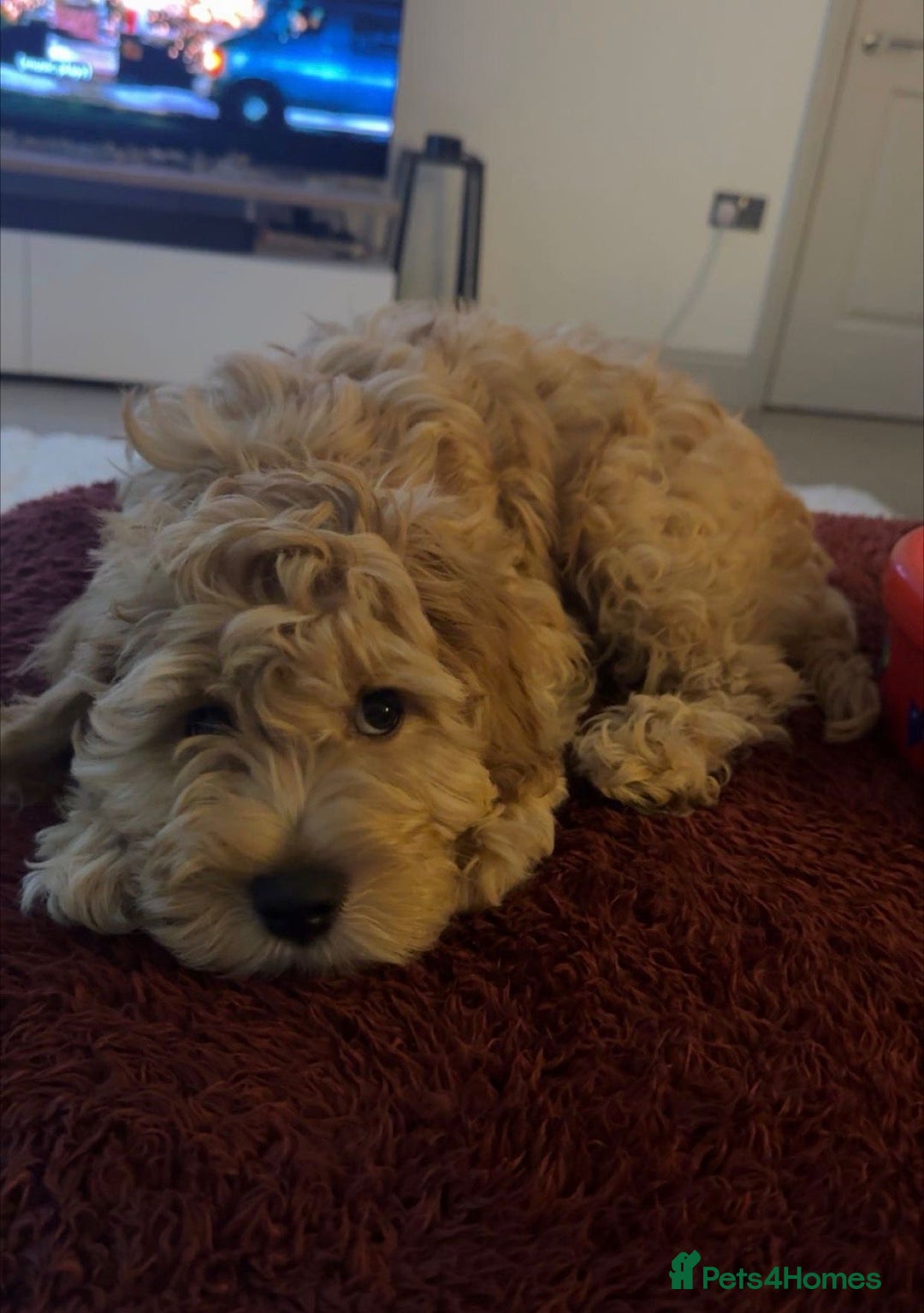 Cockapoo dogs for sale:  Beautiful 14-week Cockapoo ready for loving home  - Advert 6