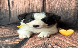 Border Collie dogs for sale: 7 Beautiful Border Collie Puppies  - Image 9