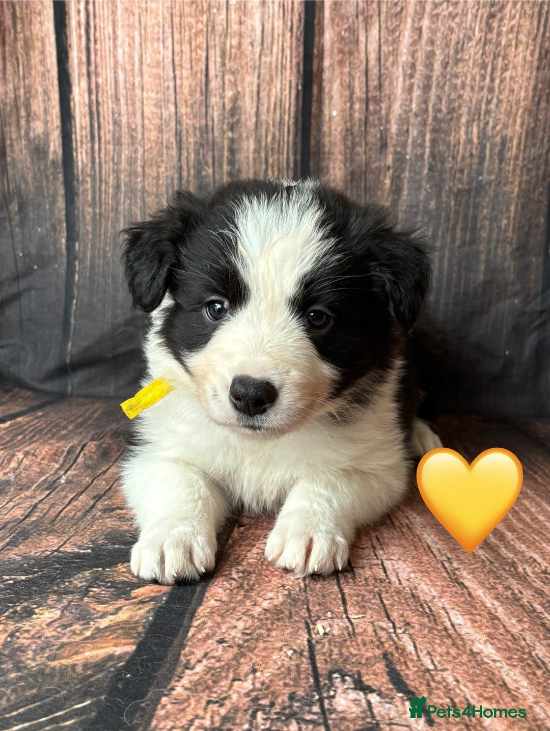Border Collie dogs for sale: 7 Beautiful Border Collie Puppies  - Image 9