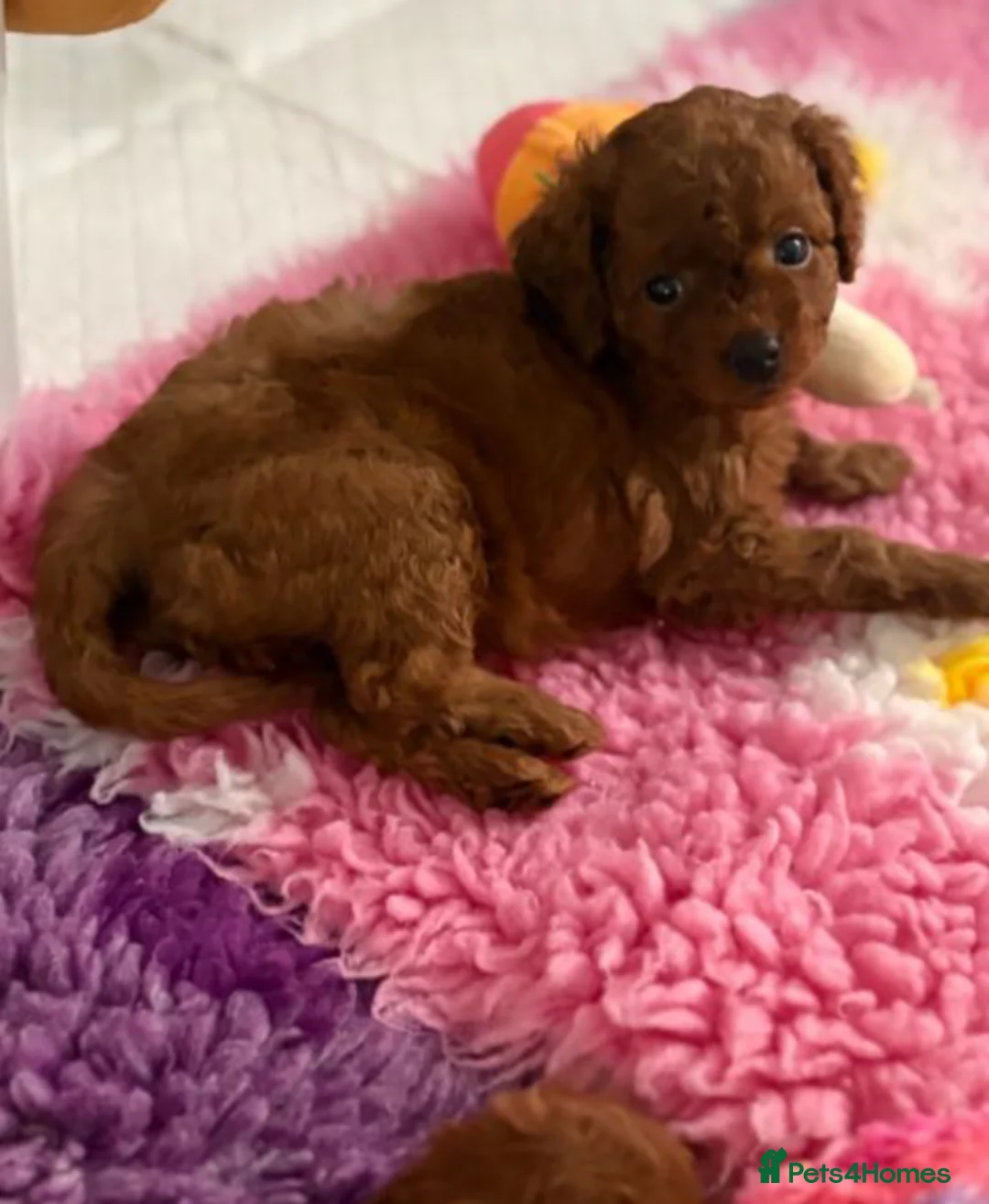 Cavapoo dogs for sale: 2 Beautiful Red Toy Cavapoo Puppies  in London - Advert 2