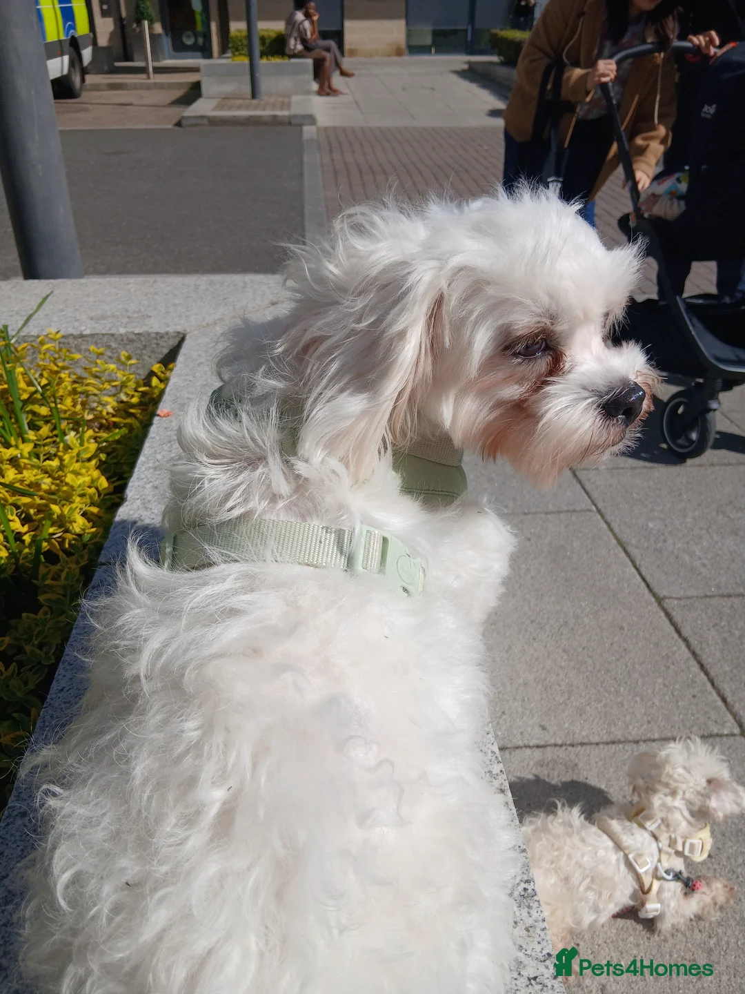 Mixed Breed dogs for sale: Sweet Maltes/Lhasa Apso puppies  - Advert 2