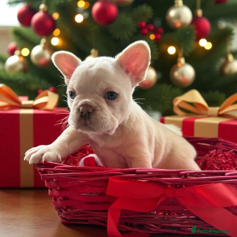 French Bulldog dogs Stunning French Bulldog Boys -Platinum & Cream 💙 - Advert 2