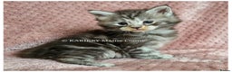 Maine Coon cats for sale: QUALITY TICA Registered Shaded,Shell ACTIVE - Advert 6