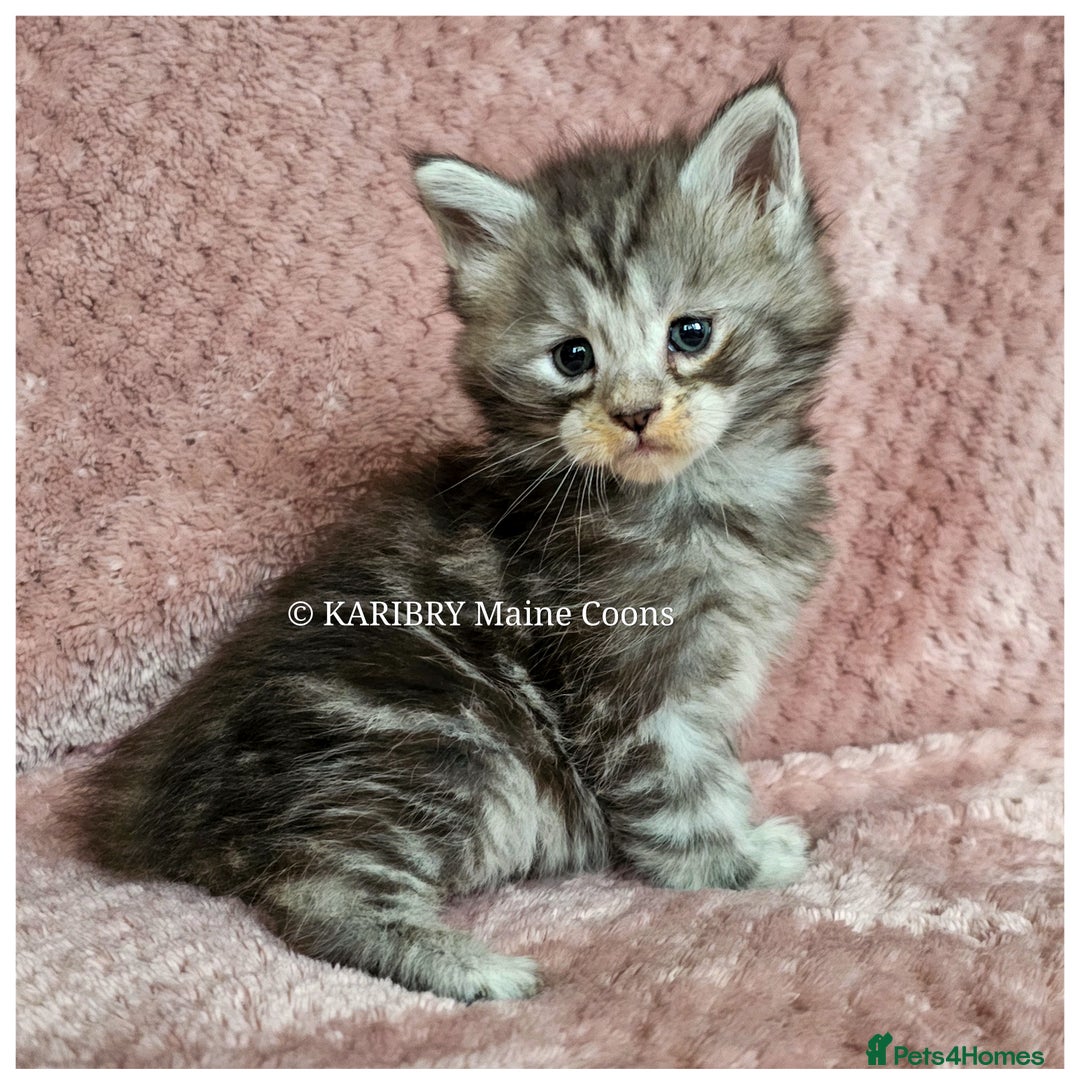 Maine Coon cats for sale: QUALITY TICA Registered Shaded,Shell ACTIVE - Advert 6