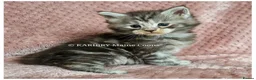 Maine Coon cats for sale: ACTIVE TICA Registered Shaded & Shaded lines - Advert 4