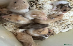 Hamster rodents for sale: Baby syrian hamsters males and females - Advert 2
