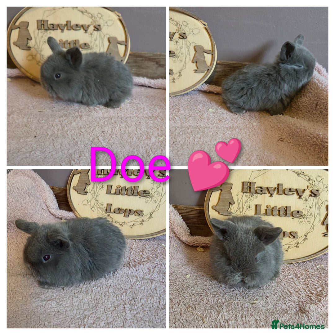 Mini Lop rabbits for sale: Gorgeous pure breed mini lops  - Advert 7