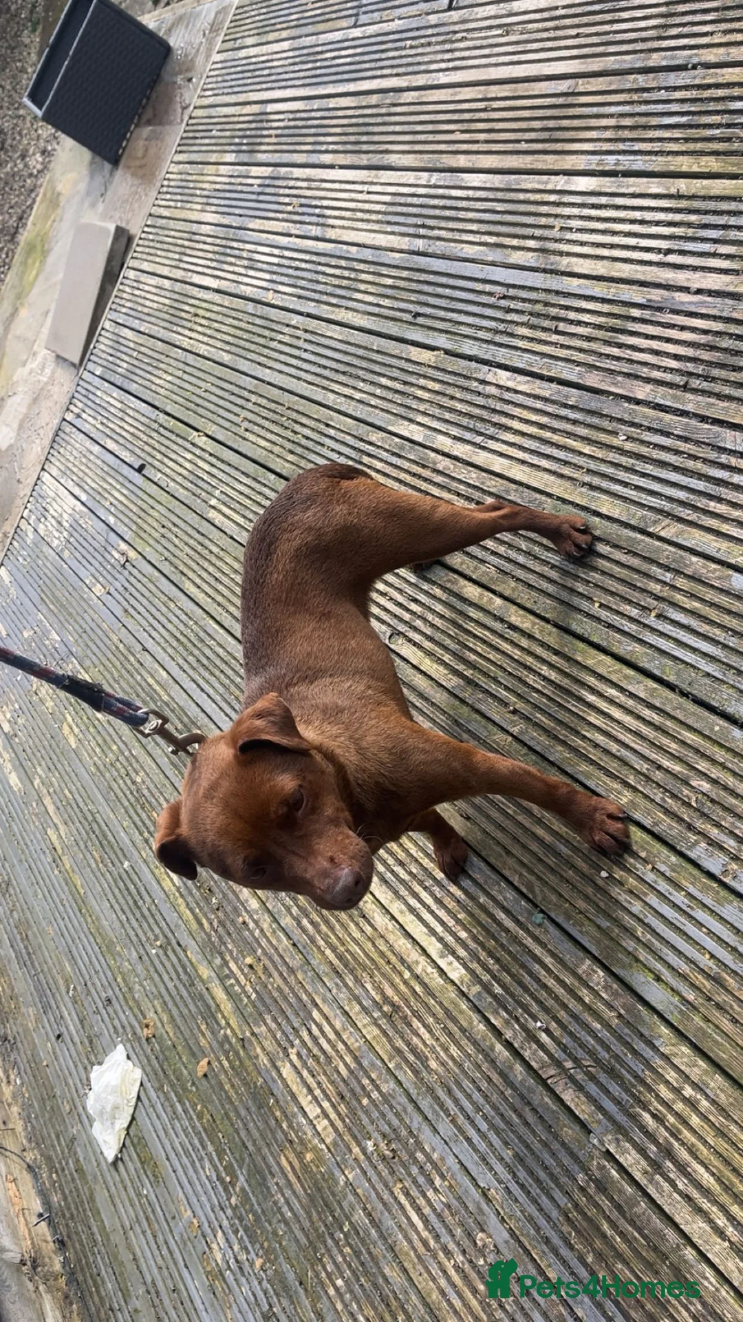 Patterdale Terrier dogs for sale: Patterdale terrier - Advert 3