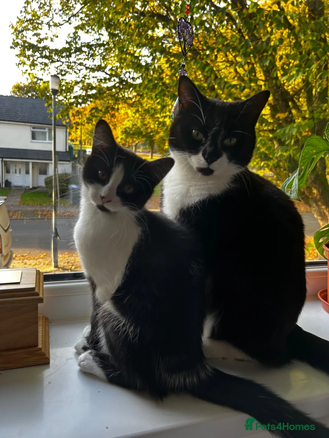 British Shorthair cats for sale: 2 cats looking for forever home in Salisbury - Advert 24