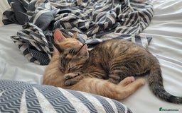 Mixed Breed cats for sale: Tabby female kitten - Image 7