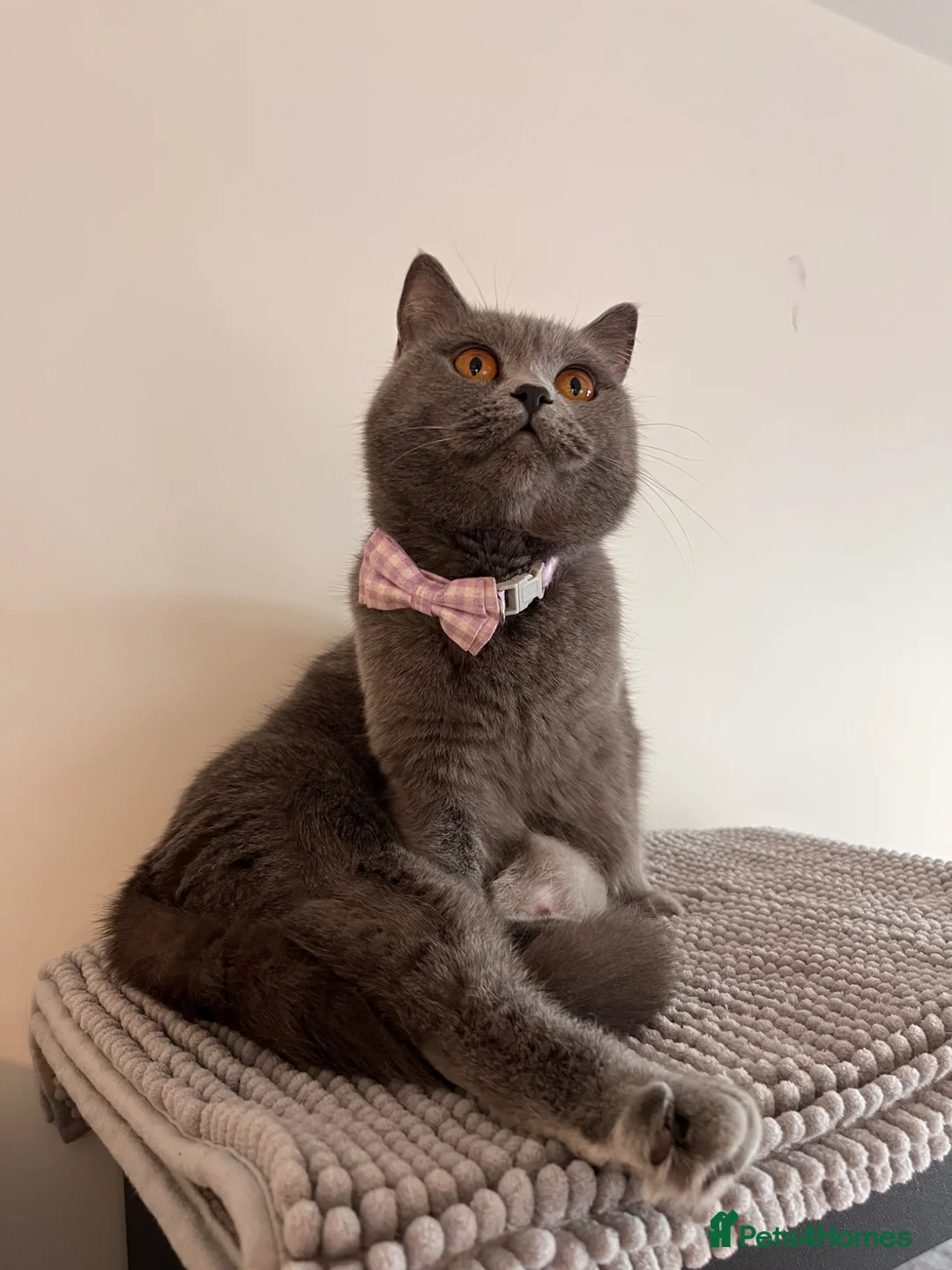 British Shorthair cats for sale: British Shorthair Kittens 😻✨ - Advert 13