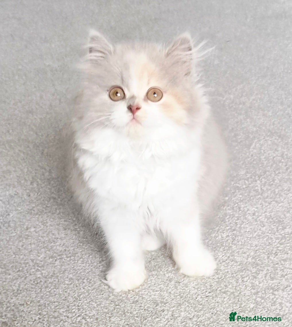 British Shorthair cats Gorgeous extremely loving longhaired girl - Advert 17