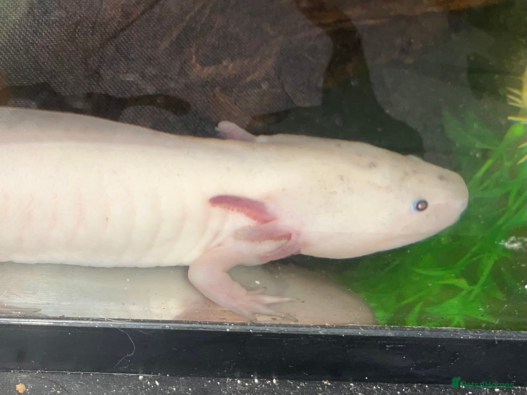 Axolotl reptiles 2x axolotls for sale with tank and filter - Advert 1