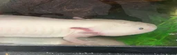 Axolotl reptiles for sale: 2x axolotls for sale with tank and filter in Stratford-upon-Avon - Advert 1