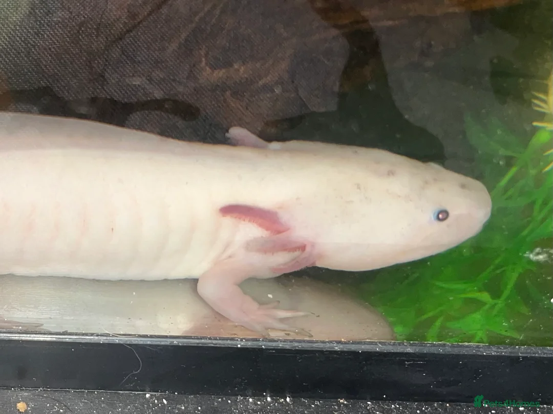 Axolotl reptiles for sale: 2x axolotls for sale with tank and filter in Stratford-upon-Avon - Advert 1