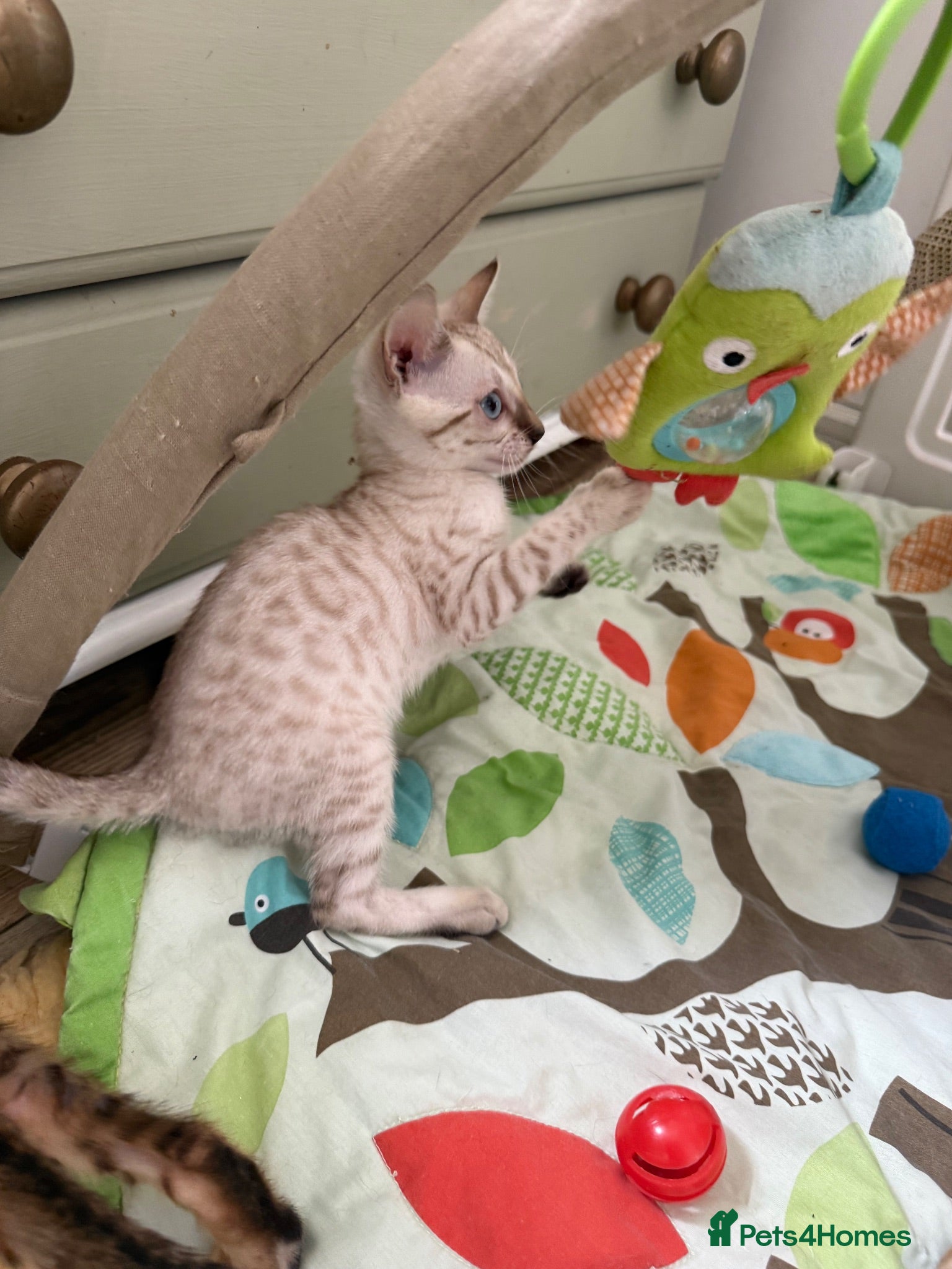 Bengal cats TICA Pedigree Bengal Kittens Snow & Brown  - Advert 7