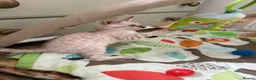 Bengal cats for sale: TICA Pedigree Bengal Kittens Snow & Brown  - Advert 3