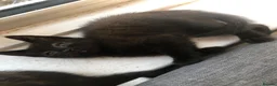 Mixed Breed cats for sale: 2 Black Males, 2 Tortoiseshell Females For Sale - Advert 5