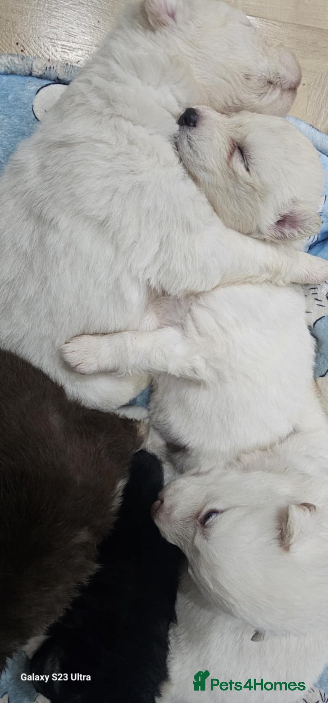 Siberian Husky dogs for sale: Wooly Siberian huskies - all Blue Eyes - Advert 3
