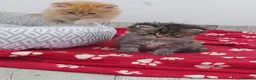 Persian cats for sale: Six absolutely stunning Persian Kittens - Advert 27